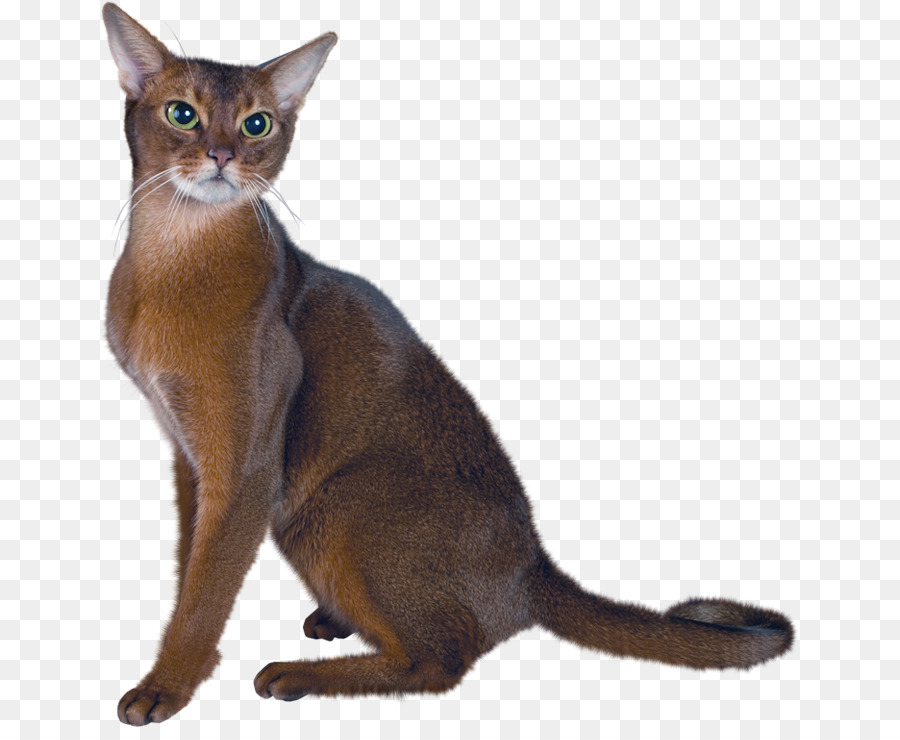 Gato Persa，Abisinio PNG