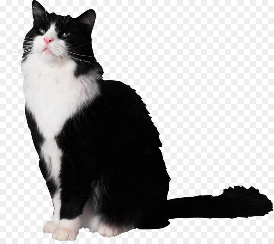 Gatito，Gato PNG