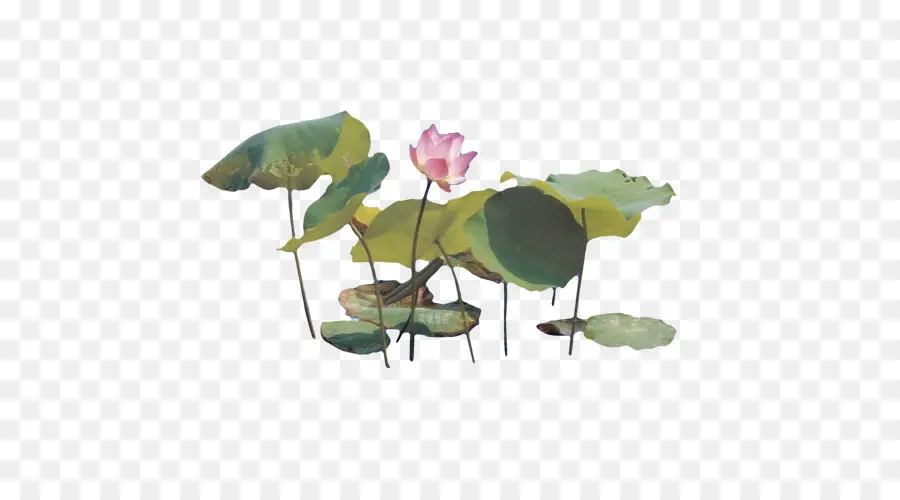 Nelumbo Nucifera，La Pintura China PNG