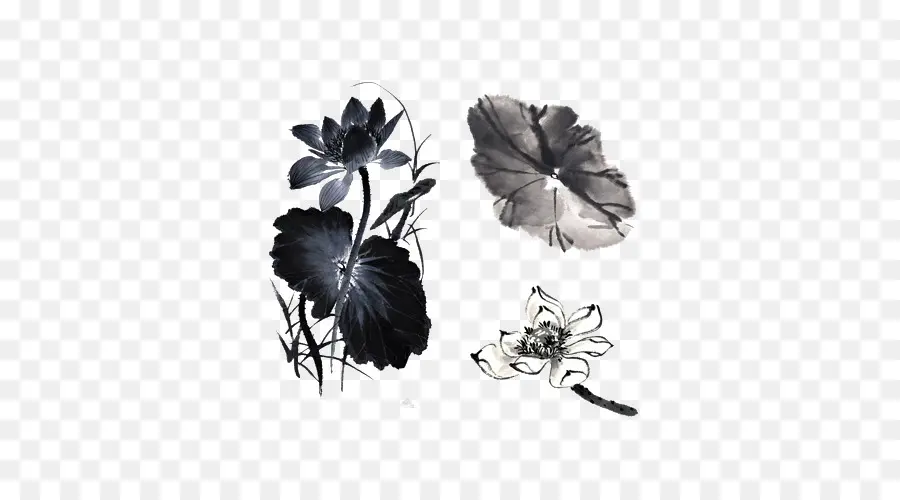 Flor Negra，Planta PNG