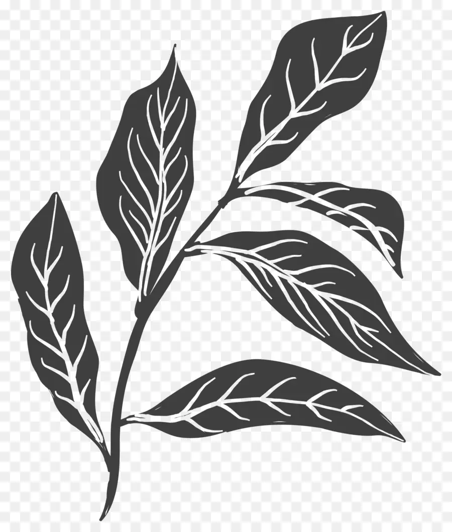 Dibujo De Hoja，Planta PNG