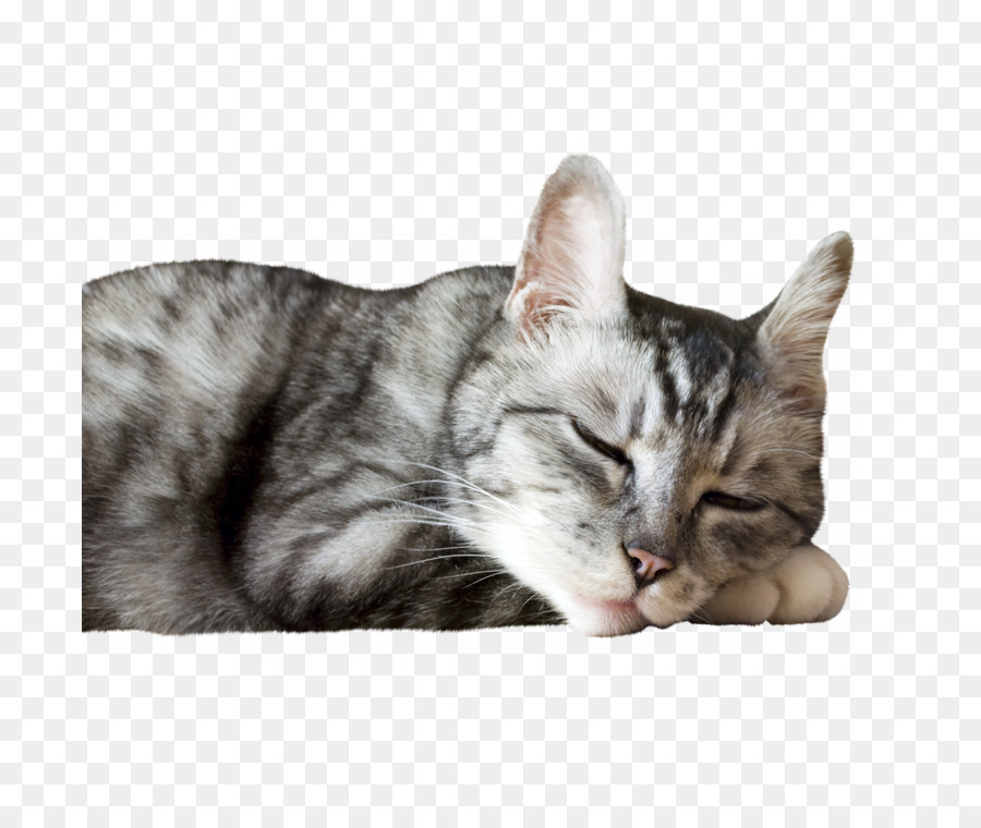 Gato Durmiendo，Mascota PNG