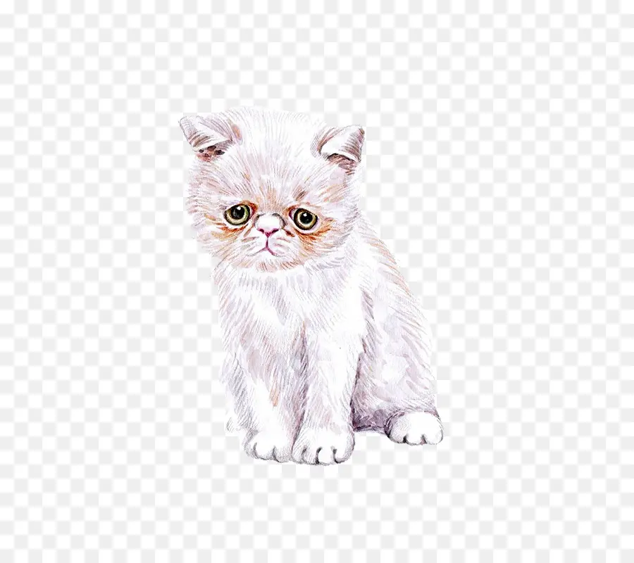 Gatito Blanco，Felino PNG