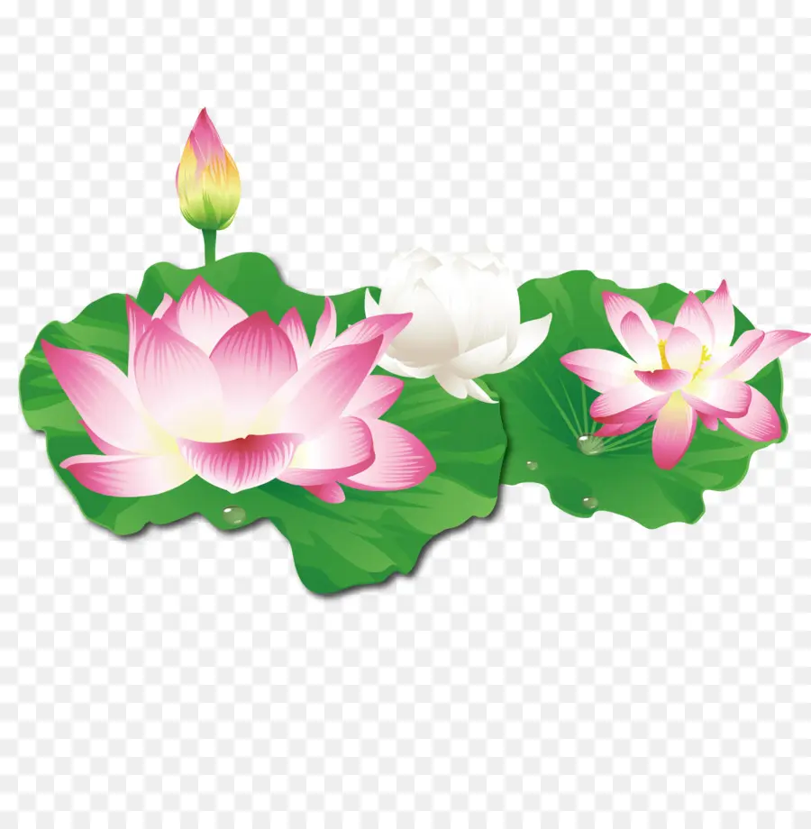 Nelumbo Nucifera，Descargar PNG