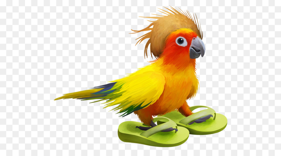 Loro Con Chanclas，Loro PNG