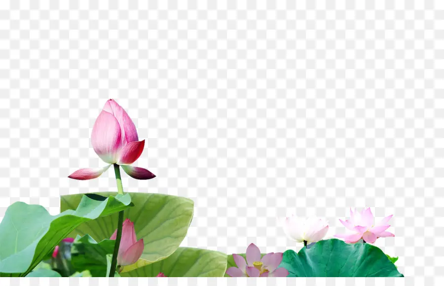 Flores De Loto，Agua PNG