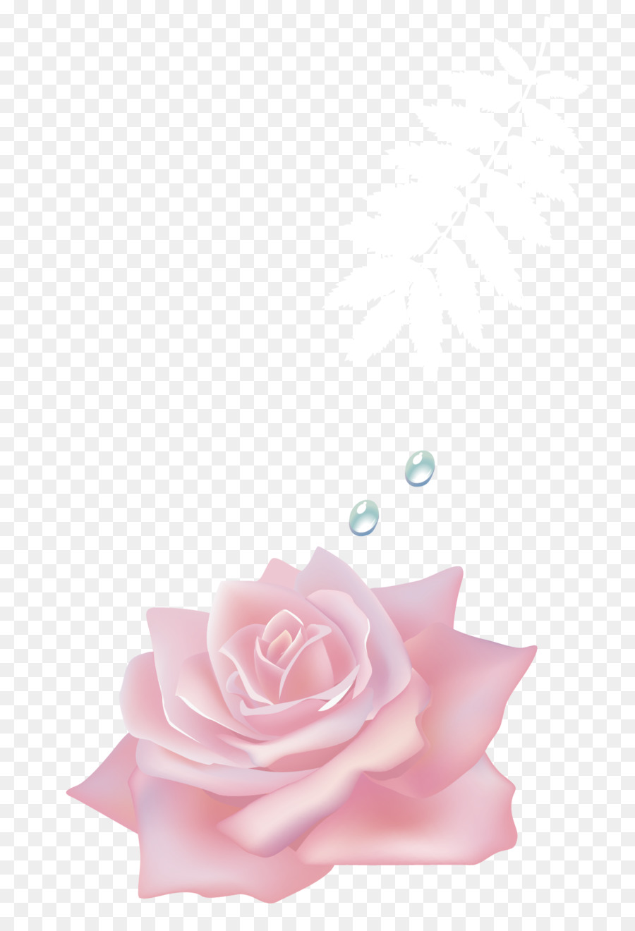 Rosa，Flor PNG