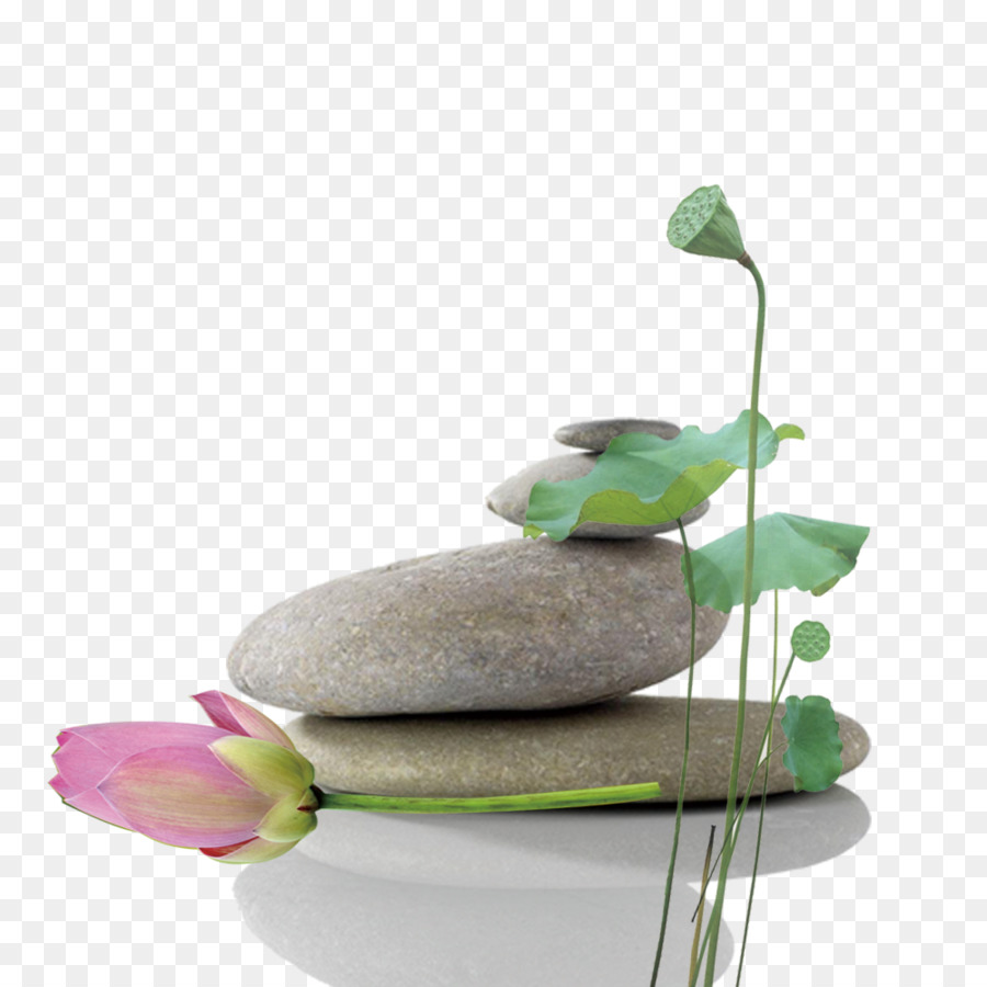 Nelumbo Nucifera，Diseñador PNG