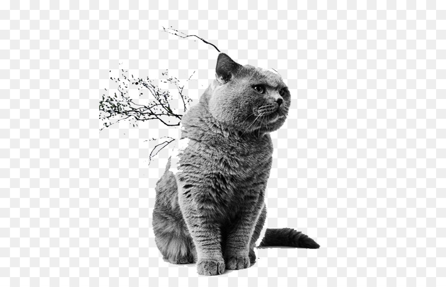 Azul Ruso，British Shorthair PNG