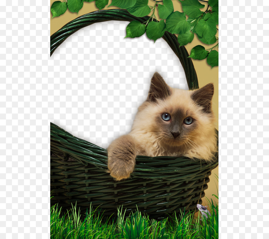 Gatito En Cesta，Gato PNG