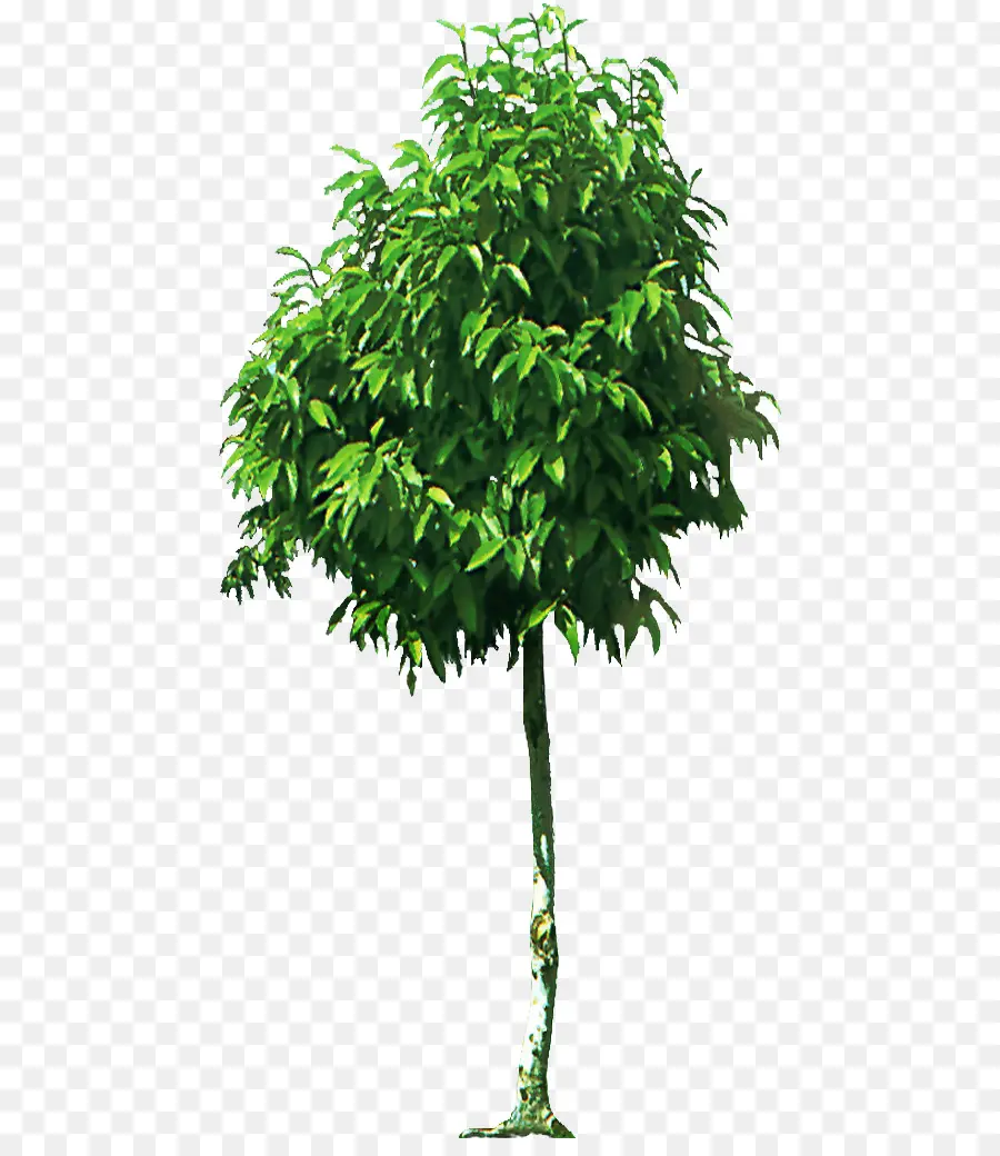 árbol，Rama PNG