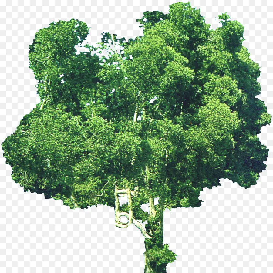 Arbusto，árbol PNG