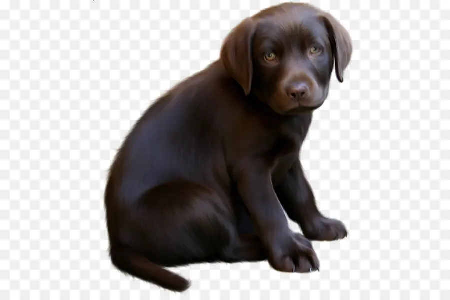 Cachorro，Perro PNG