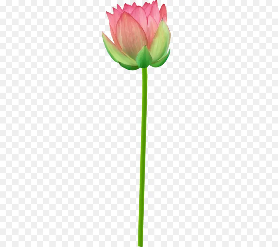 Tulip，Las Imágenes De Google PNG