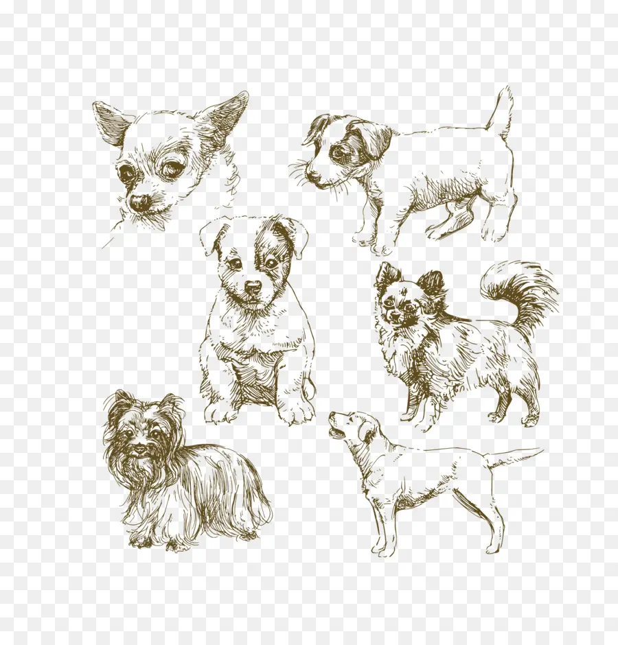 Bocetos De Perros，Cachorros PNG