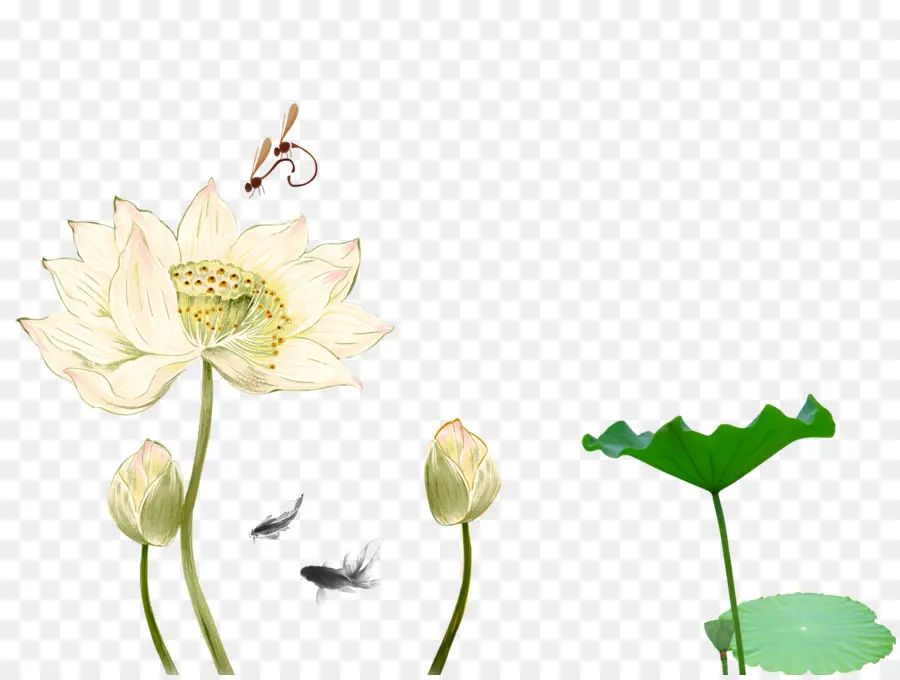 Tinta De Lavado De Pintura，Nelumbo Nucifera PNG