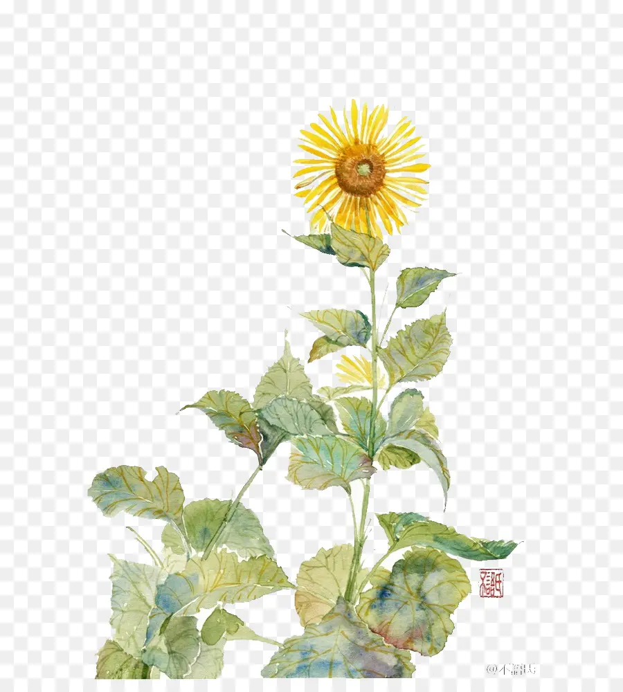 Girasol，Flor PNG