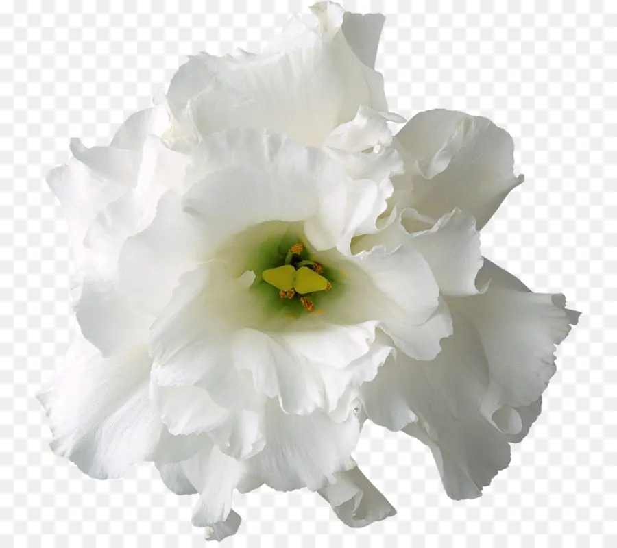 Blanco，Flor PNG