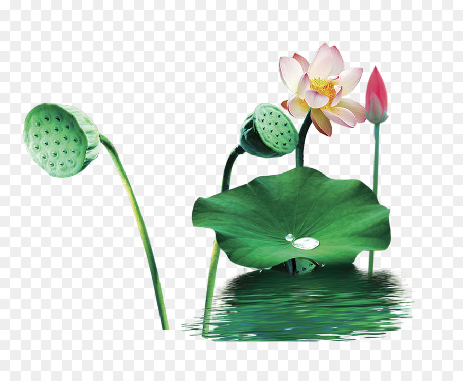 China，Nelumbo Nucifera PNG