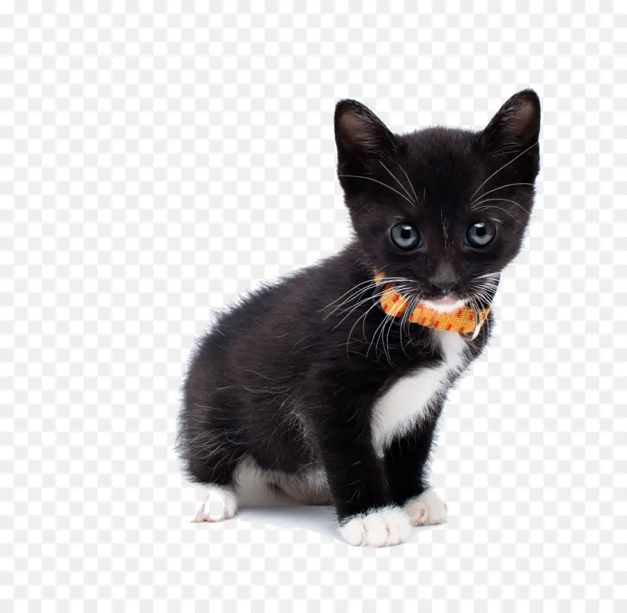 Europeo De Pelo Corto，Manx Cat PNG