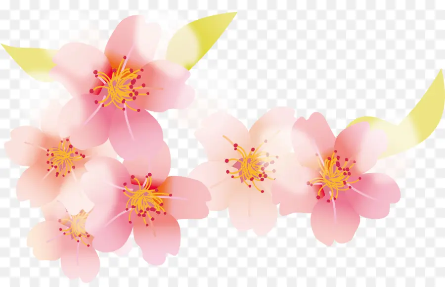 Flor，De Los Cerezos En Flor PNG