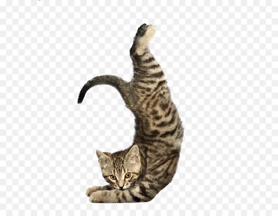 Gatito Estirando，Flexible PNG