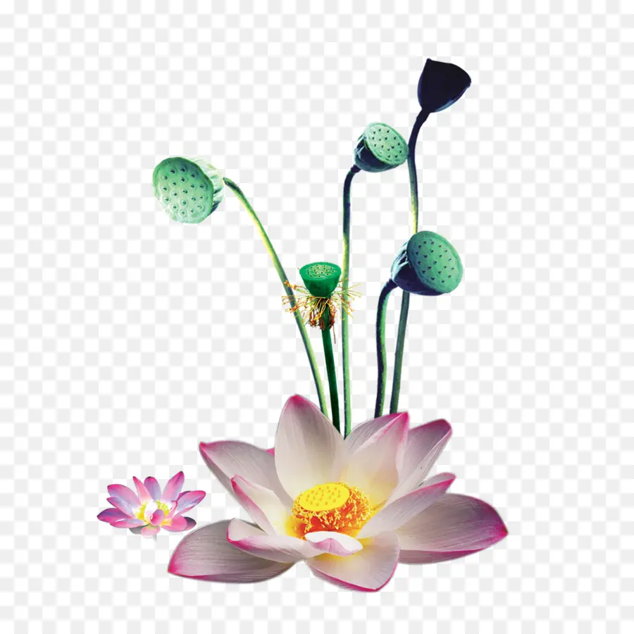 Nelumbo Nucifera，Descargar PNG