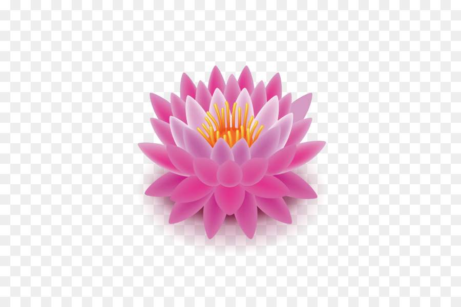 Nelumbo Nucifera，Royaltyfree PNG