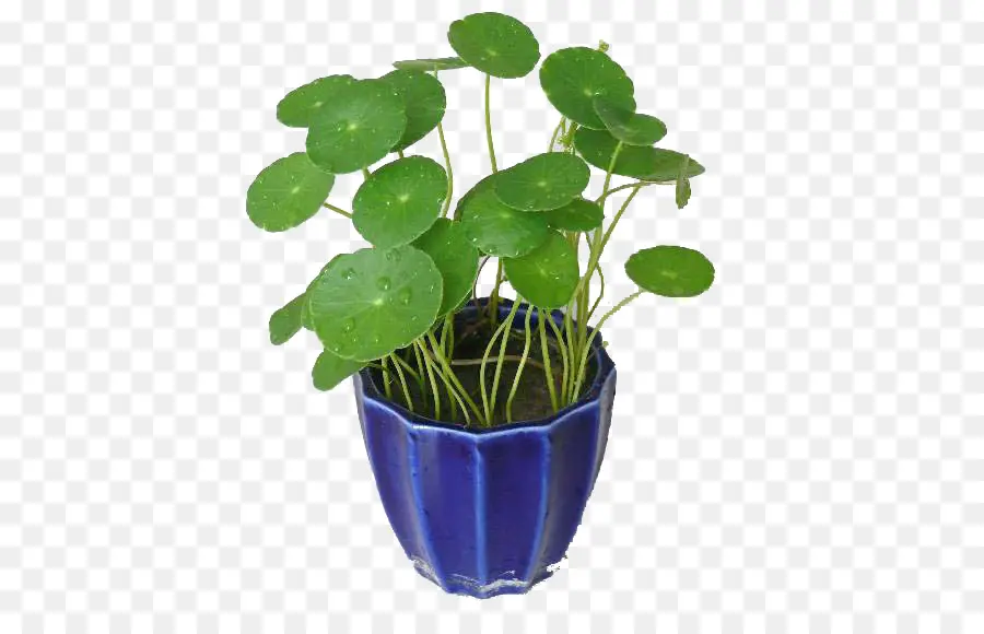 Hydrocotyle Vulgaris，Planta PNG