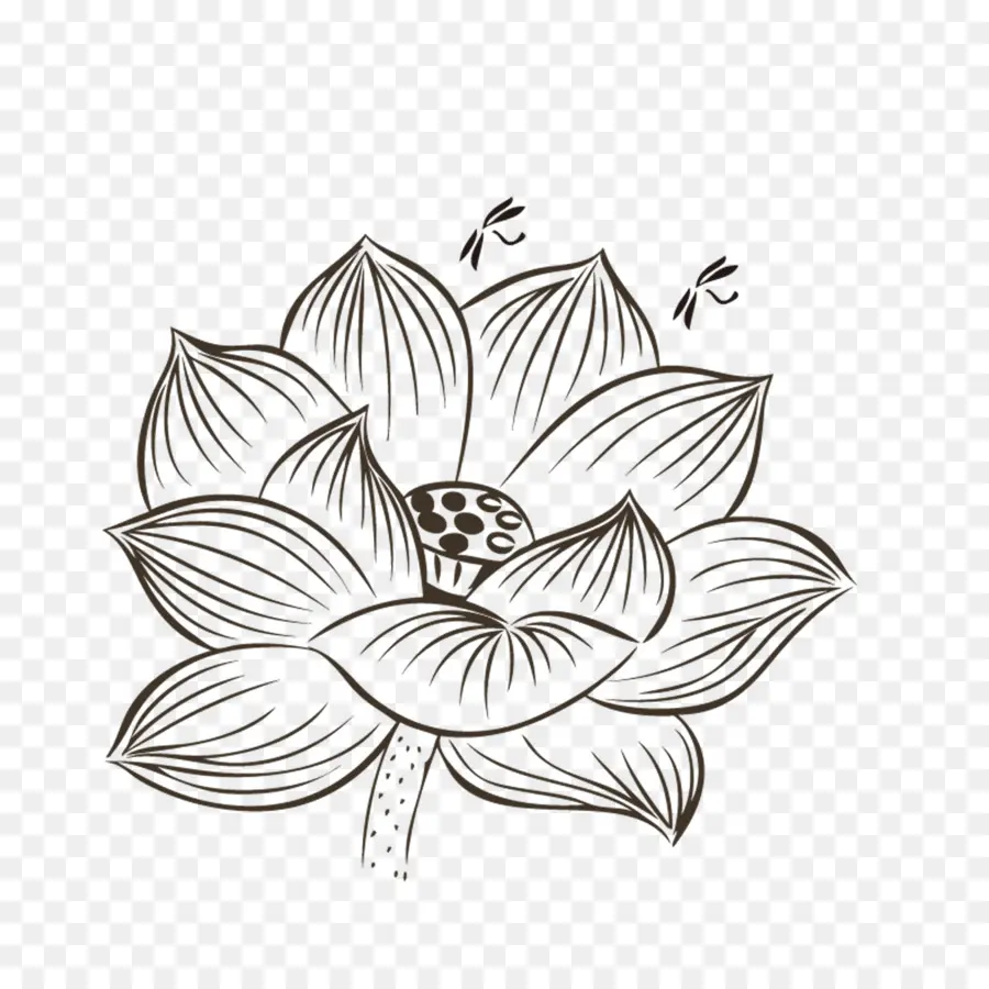 Nelumbo Nucifera，Dibujo PNG