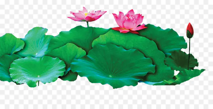 Nelumbo Nucifera，Adobe Illustrator PNG