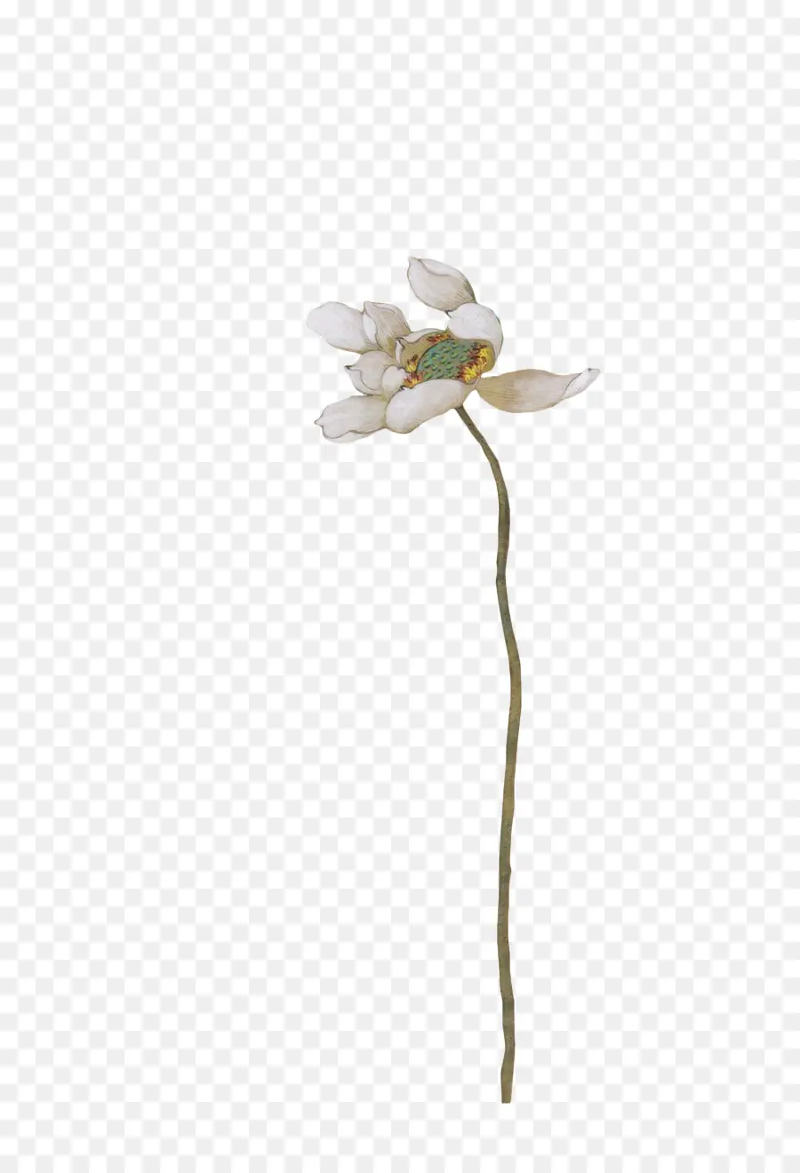 Flor，Planta PNG