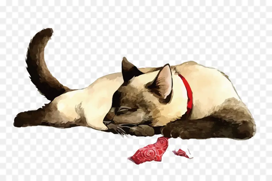 Gato Siamés Durmiendo，Durmiendo PNG