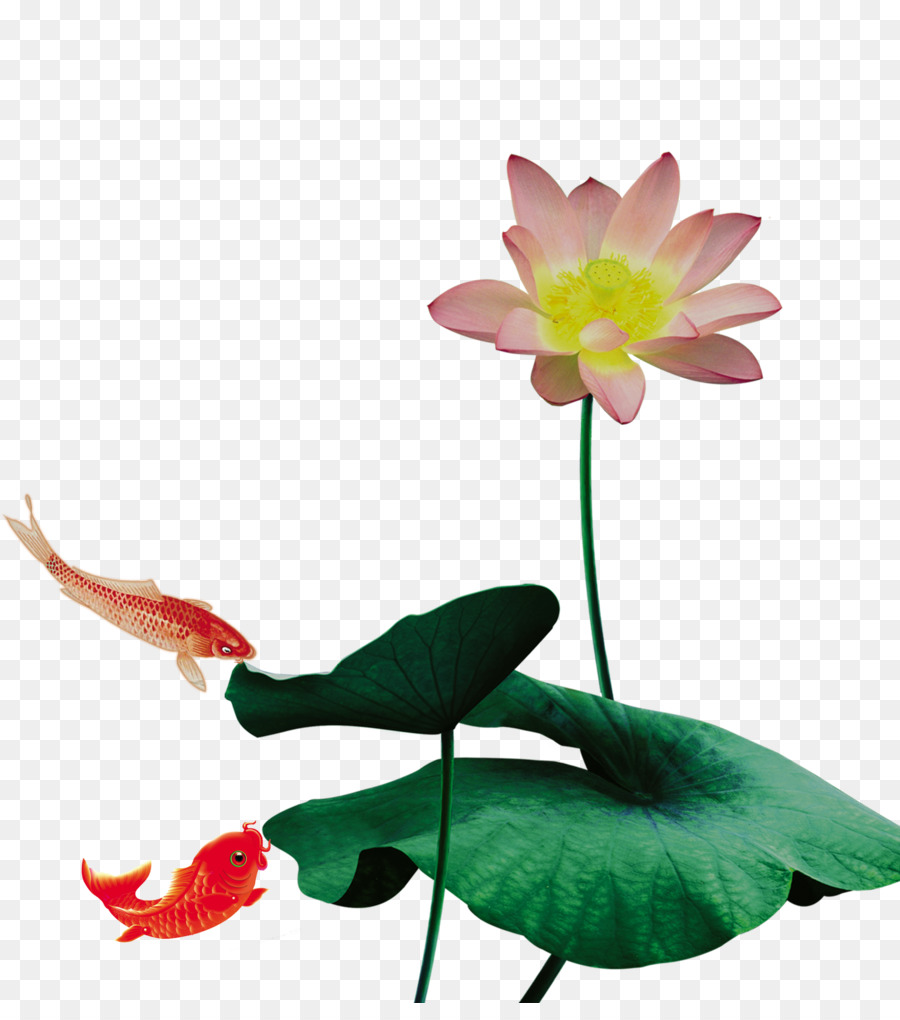 Nelumbo Nucifera，Descargar PNG