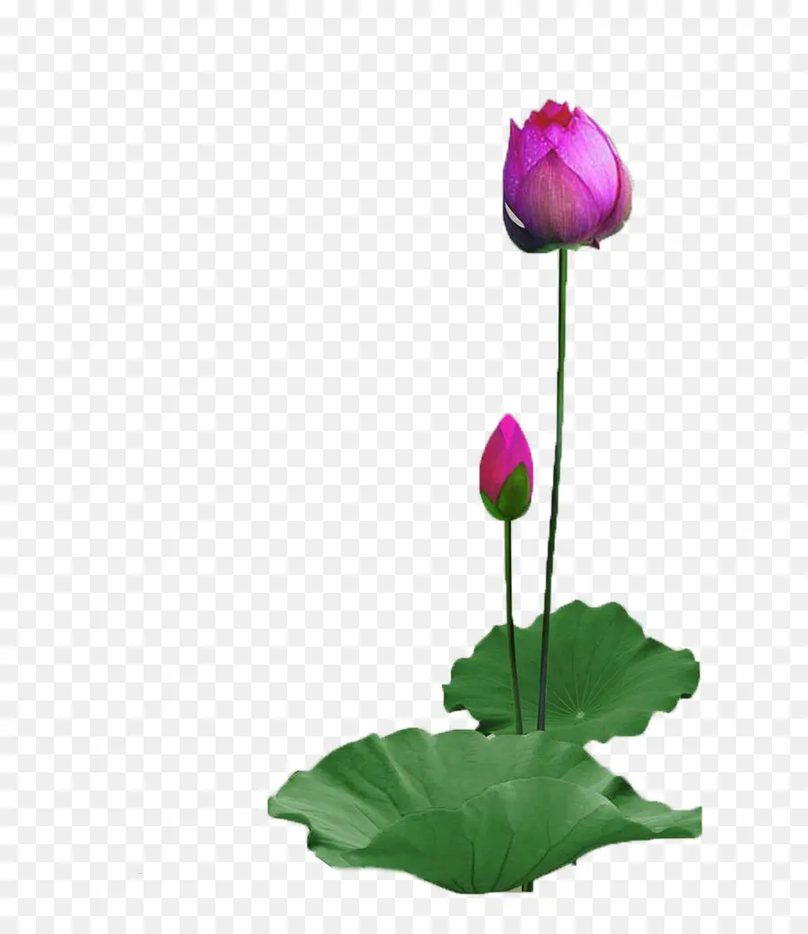 Flores De Loto，Rosa PNG