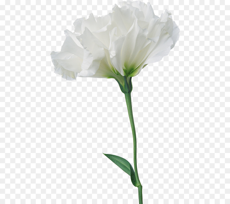 Flor，La Fotografía PNG