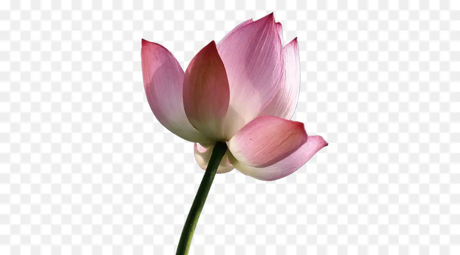 Descargar，Nelumbo Nucifera PNG