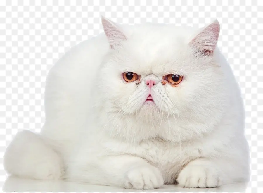 Exotic Shorthair，British Shorthair PNG