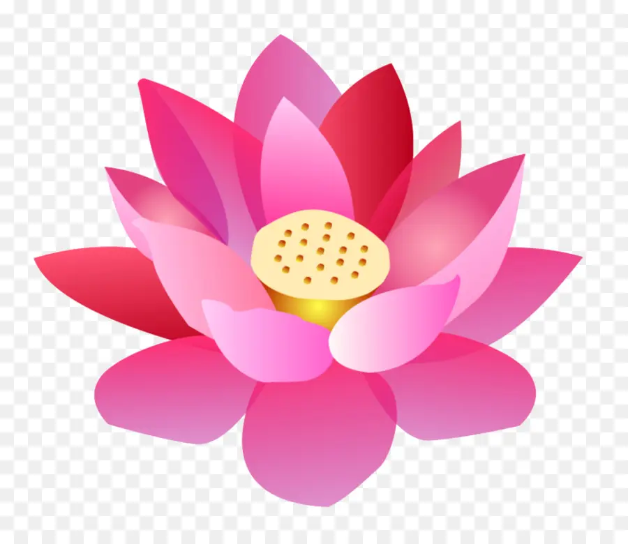 Nelumbo Nucifera，De Dibujos Animados PNG