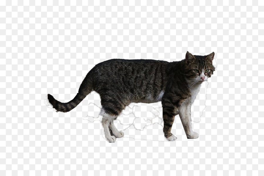 Gato，Animal PNG