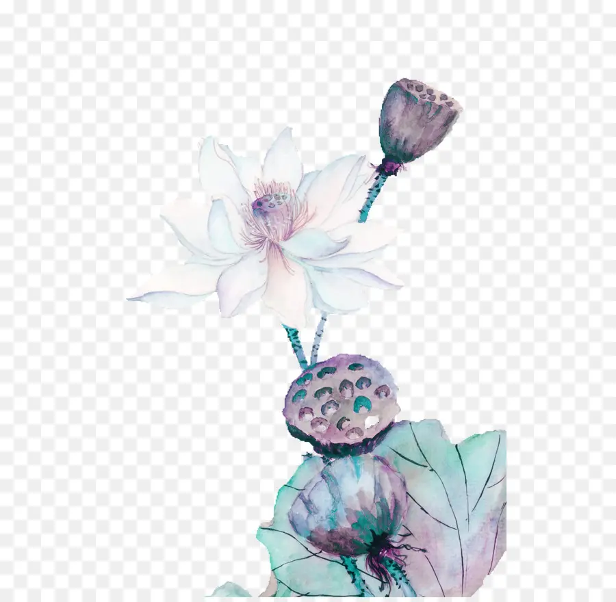 Nelumbo Nucifera，Pintura PNG