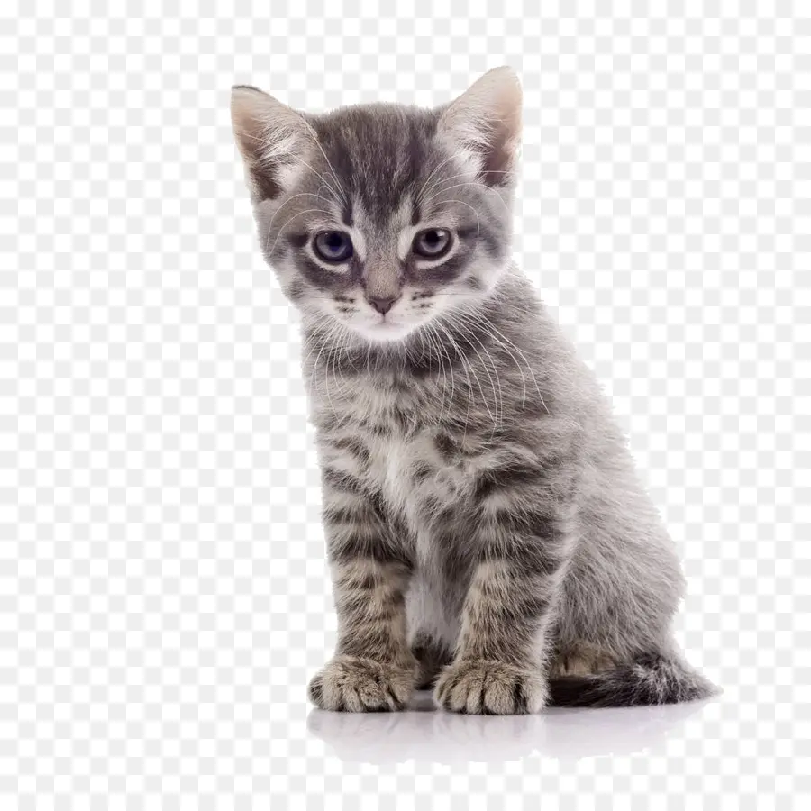 Gato，Una Fotografía De Stock PNG