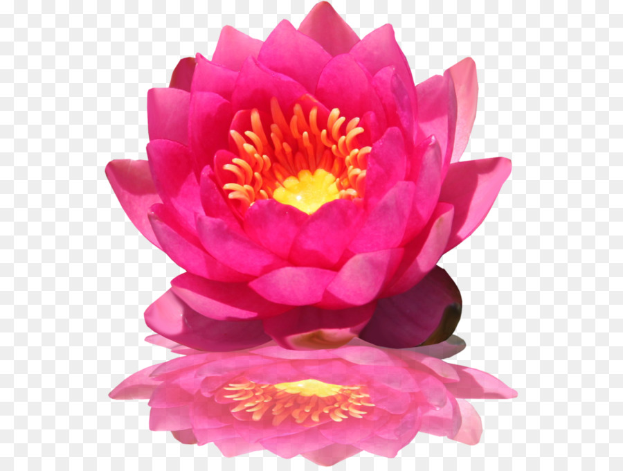 Loto Rosa，Floración PNG