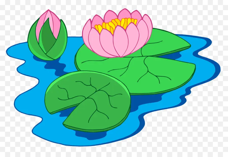 Nymphaea Alba，Dibujo PNG