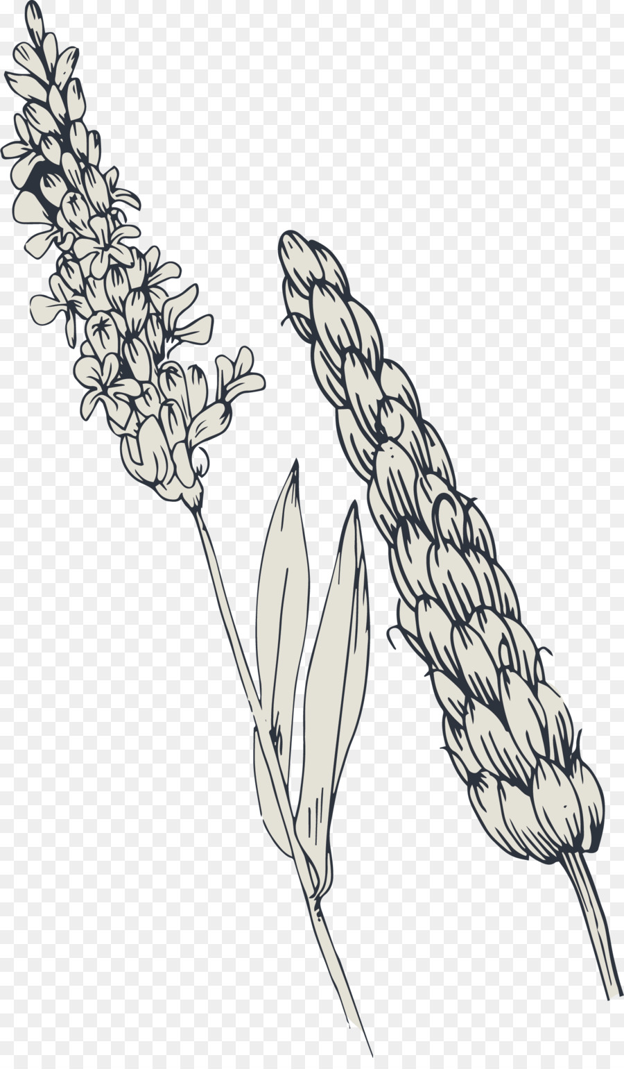 Trigo Y Lavanda，Botánico PNG