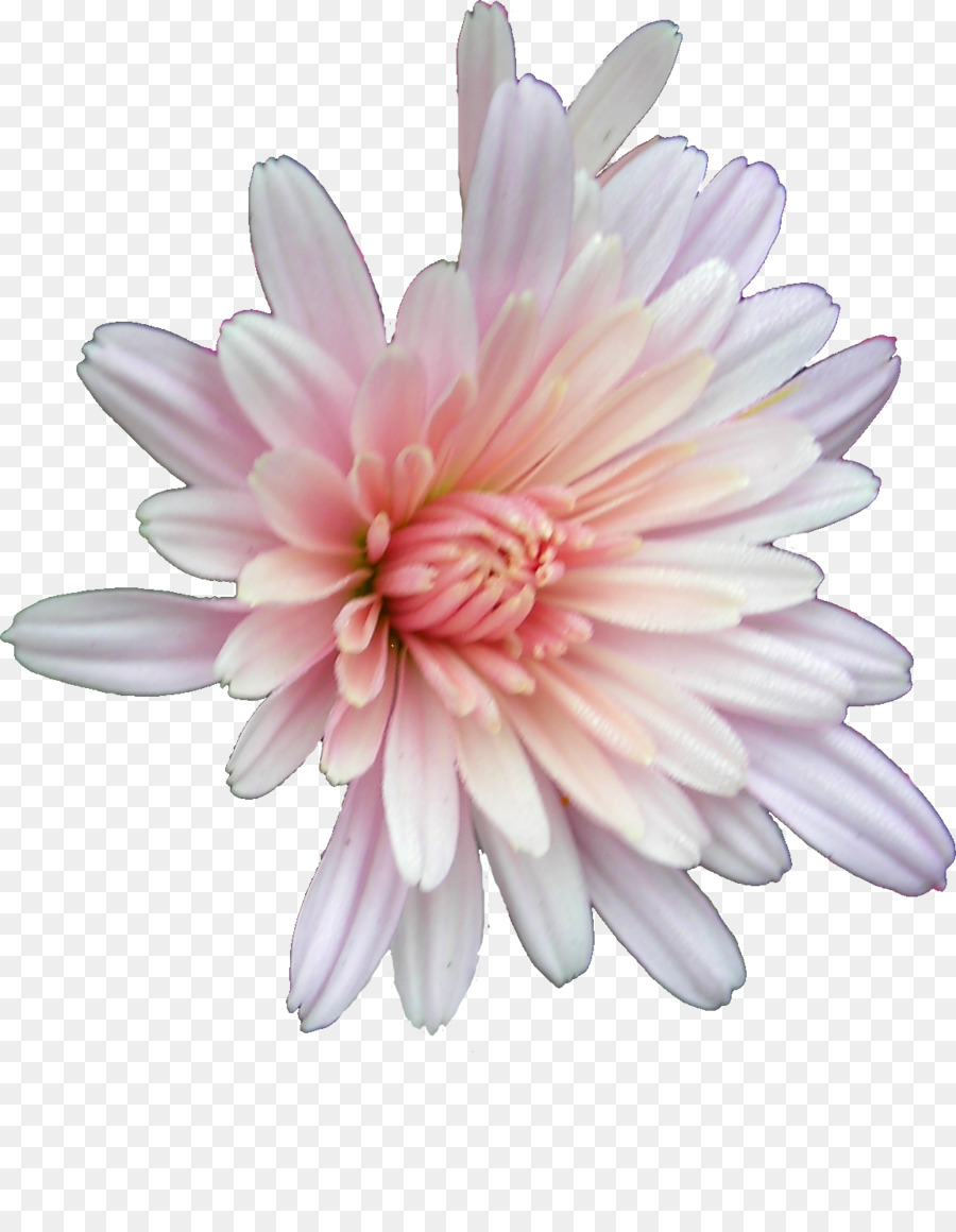 Flor，Crisantemo PNG