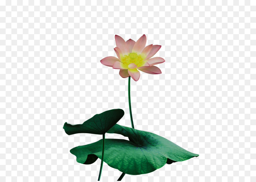 Nelumbo Nucifera，Descargar PNG