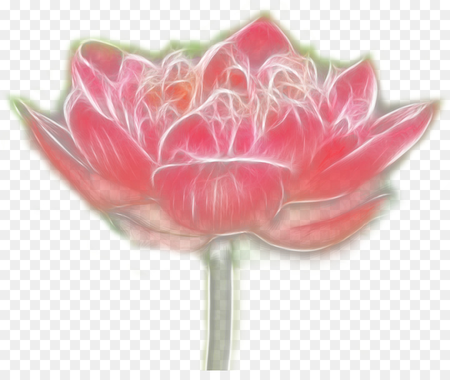 Flor Rosa，Flor PNG