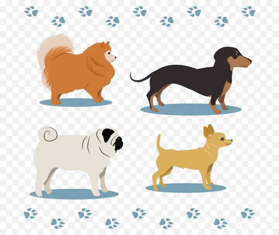 Shar Pei，Pinscher Miniatura PNG