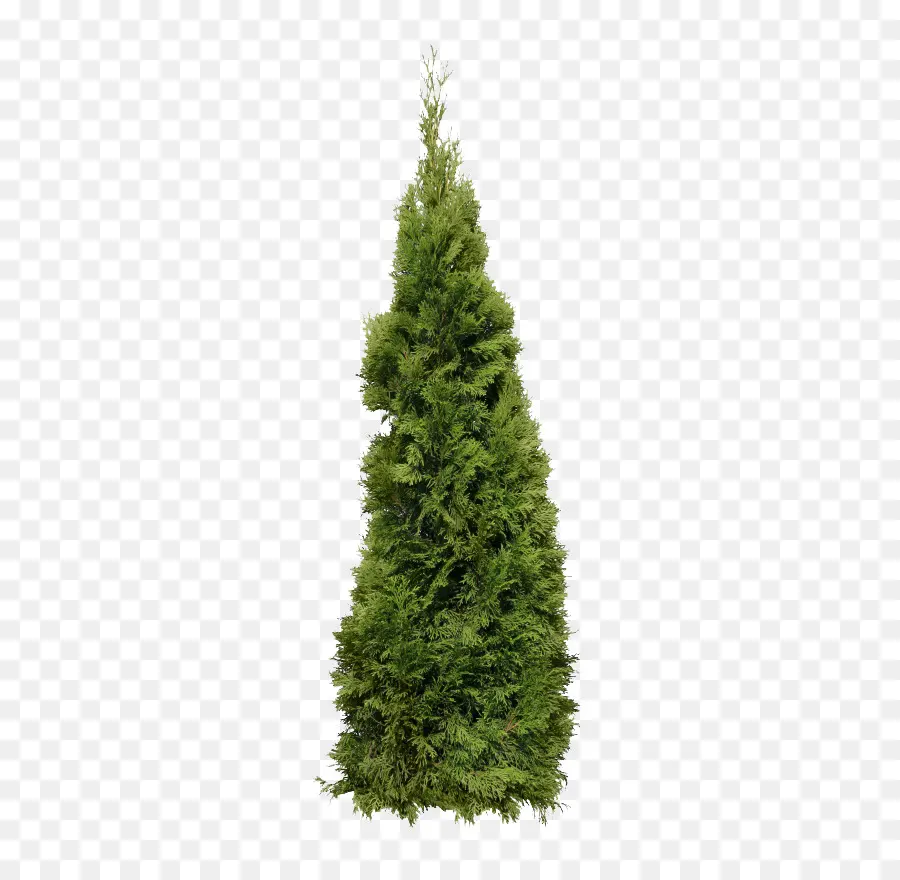 Fir，árbol PNG